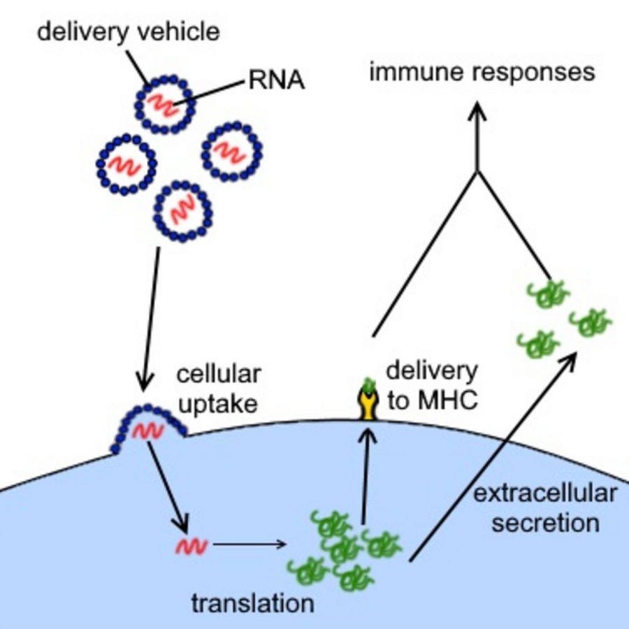 The messenger RNA (mRNA) vaccine.
